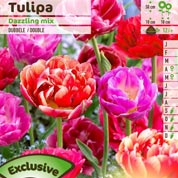Tulipe double tardive en mélange